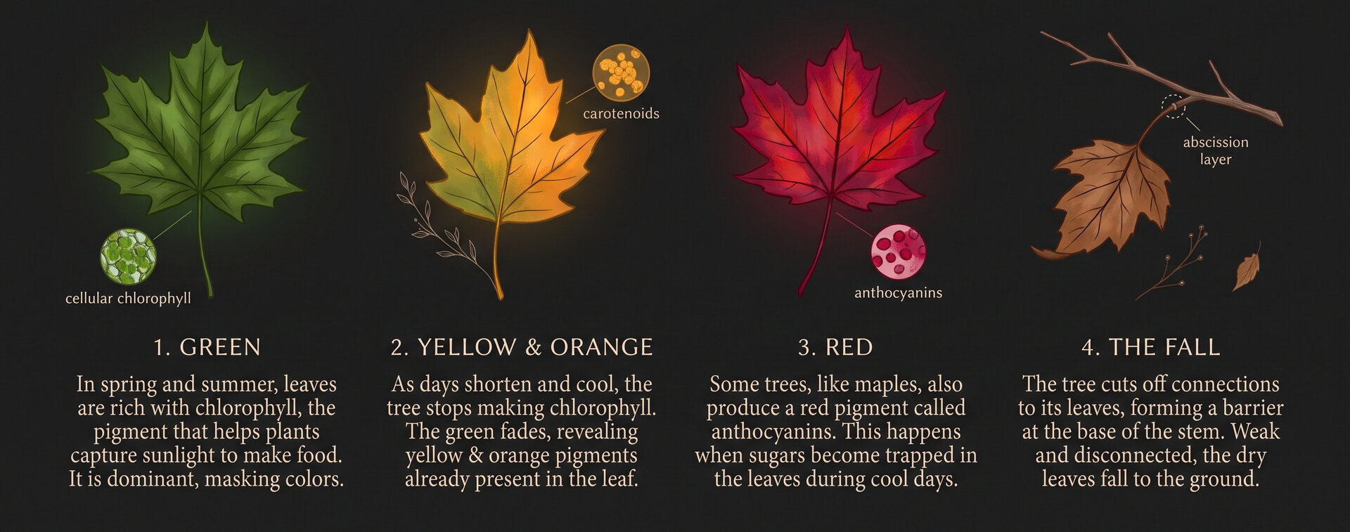 Phases of leaves changing color