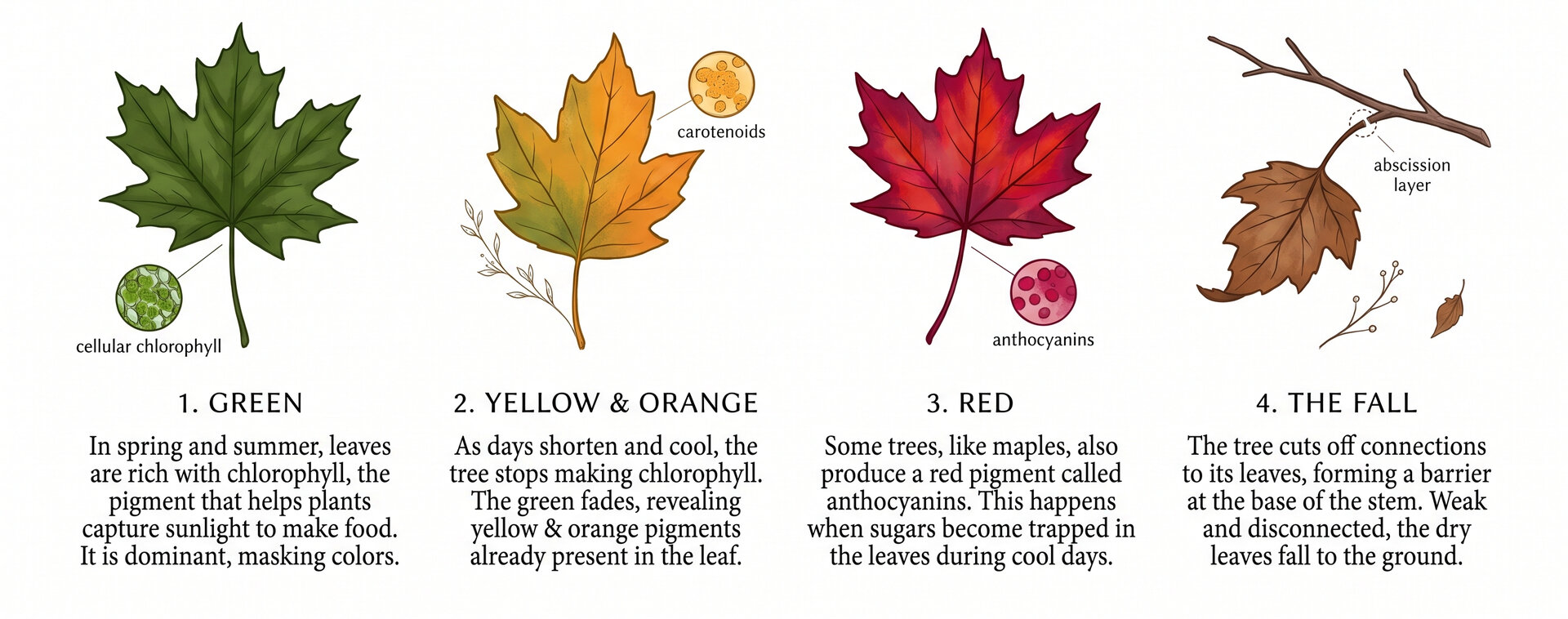 Phases of leaves changing color
