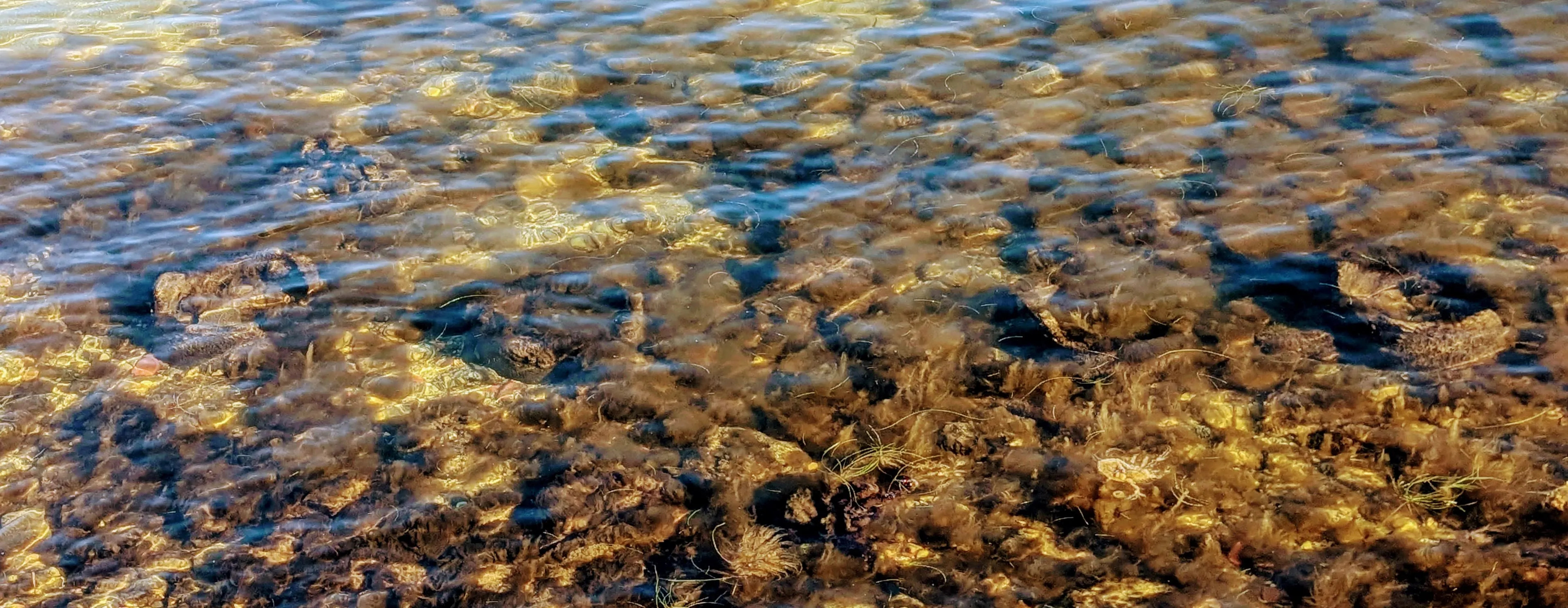 The submerged remnants of the circular foundations of the old railway pier at Demen’s Landing.
